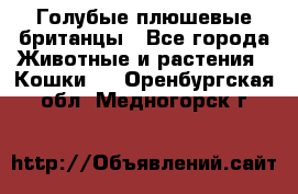 Голубые плюшевые британцы - Все города Животные и растения » Кошки   . Оренбургская обл.,Медногорск г.